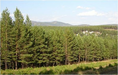 Монгол Улс ойн талбай дээрээс ялгарч буй хүлэмжийн хийн хэмжээгээ тайлагнасан анхны тайгын ой бүхий улс боллоо 